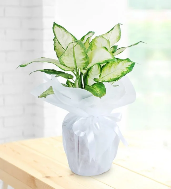 Dieffenbachia Çiçeği