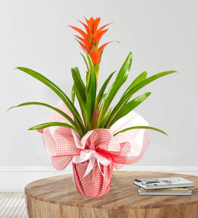Guzmania Çiçeği