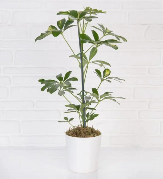 Schefflera Tekl
